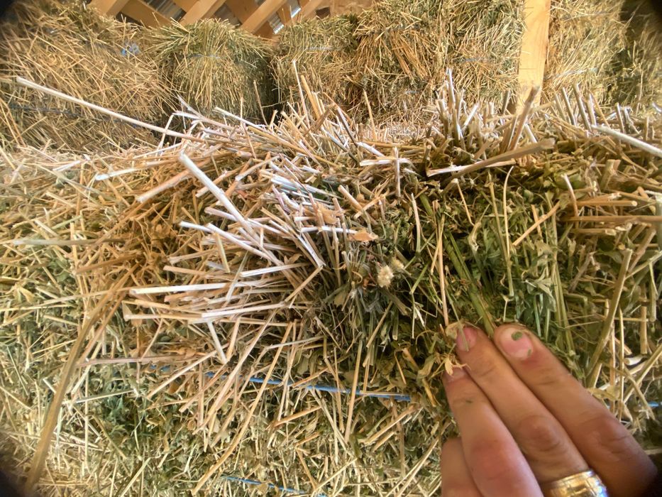 Vând baloți lucernă