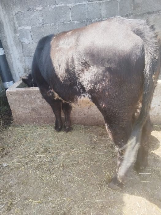 Vitea brlgiana vioaie si sanatoasa