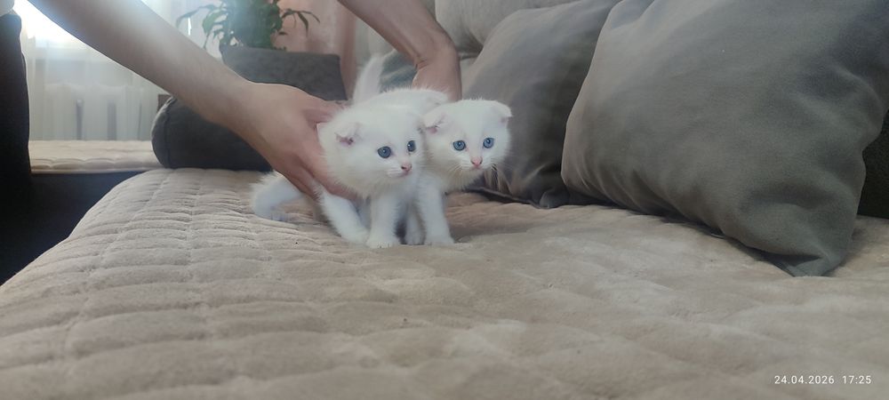 Веслоухие котята