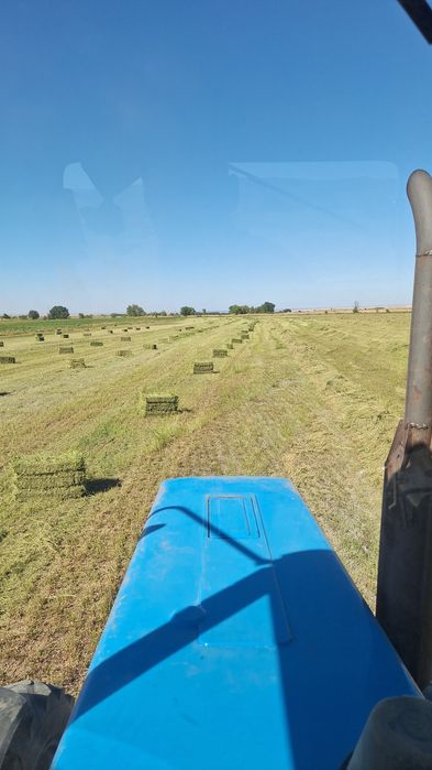 Клевер жоңышқа тюгі