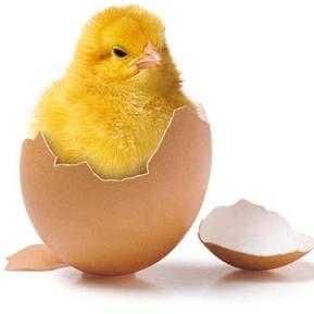 Incubator Clocitoare 70 Oua Pui Gaina Gasca Rata Prepelita Afisaj Temp