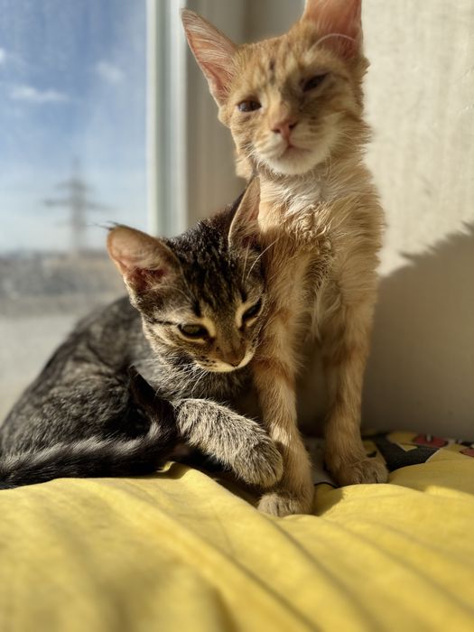 кошка бесплатно добрые руки