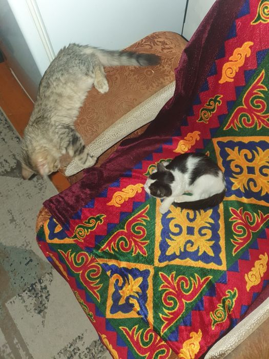 Котик девочка бесплатно