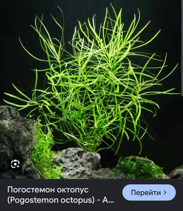 Продам аквариумные растения