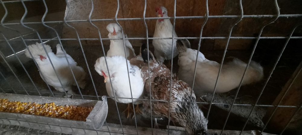 Disponibil pasari și ouă incubat