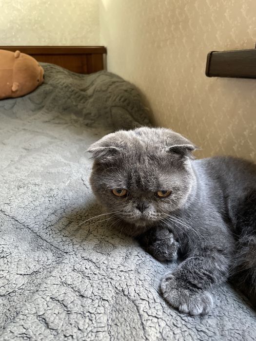 Котенок шотландский вислоухий