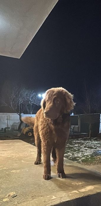 Ciobanesc corb, varsta 6 luni, baiat