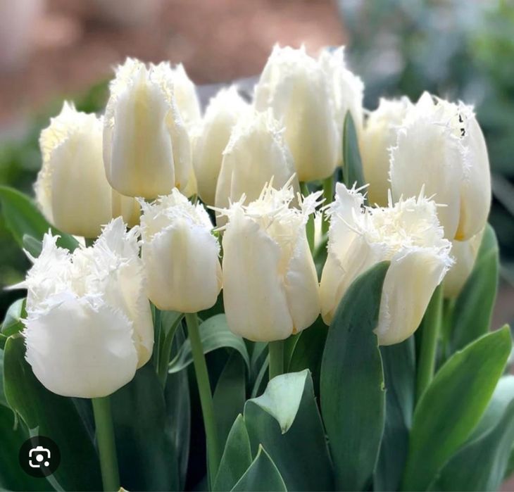 Продам тюльпаны  голландские оптом