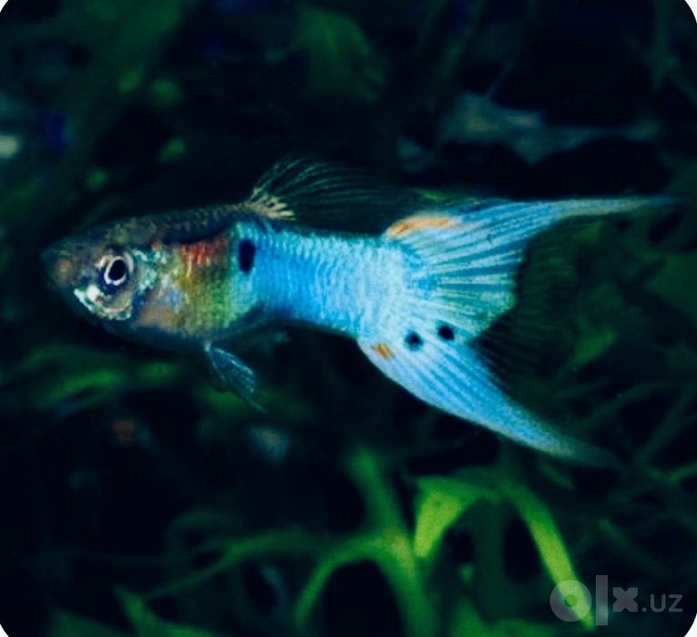 Akvarium baliklari