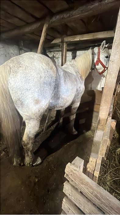 Vand cal bun d ecaruta