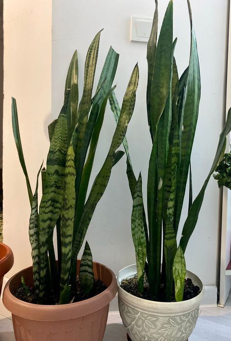 Бөлме гүлдері арзан бағада сатылады