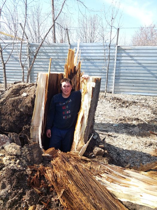 Спилить дерево.