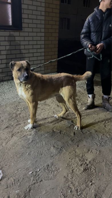 Алабай ит жоғалды