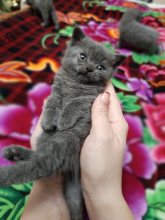 Продам котят британцев
