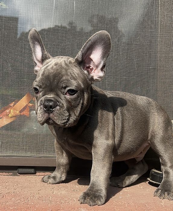Bulldog francez blue
