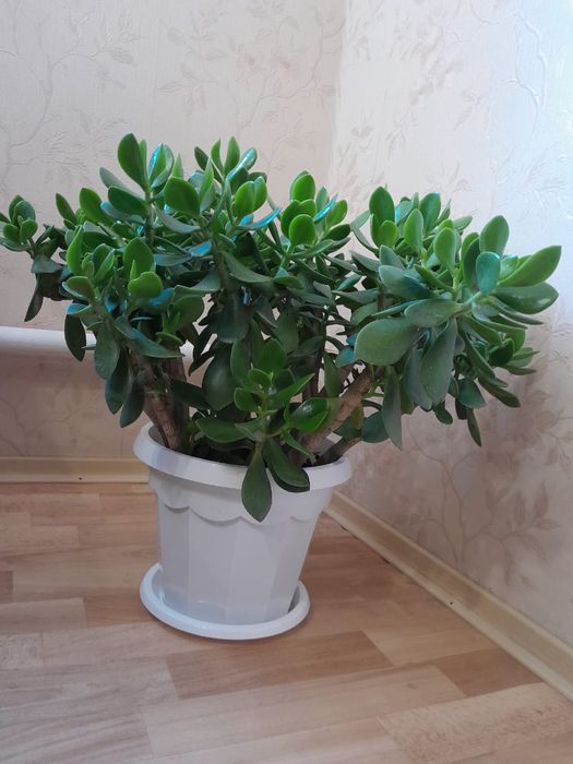 Денежное дерево