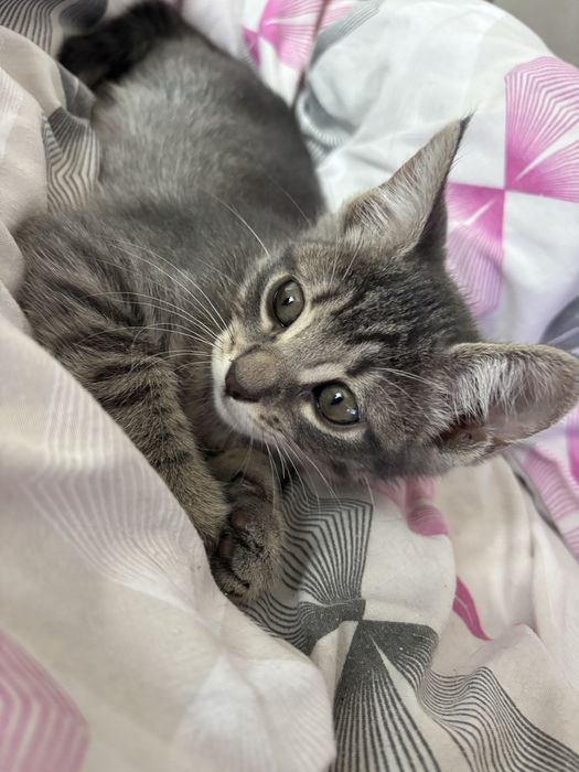 pui de pisici dau spre adoptie
