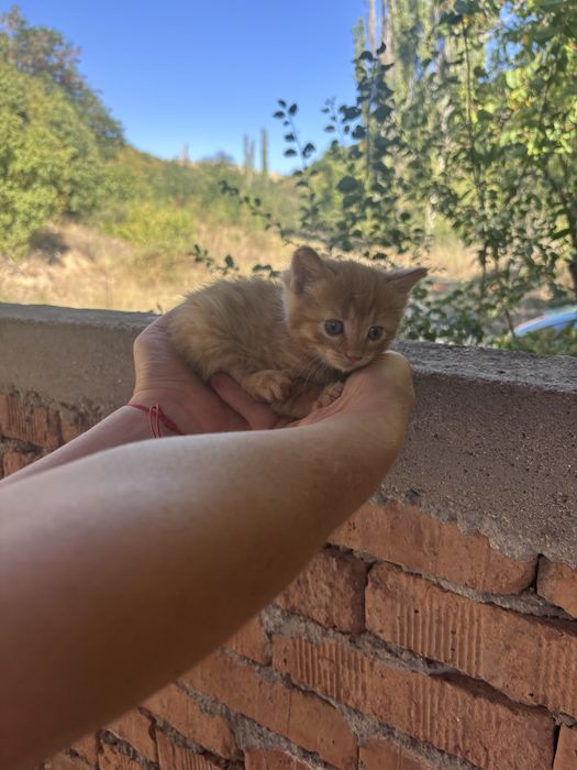 котета на един месец