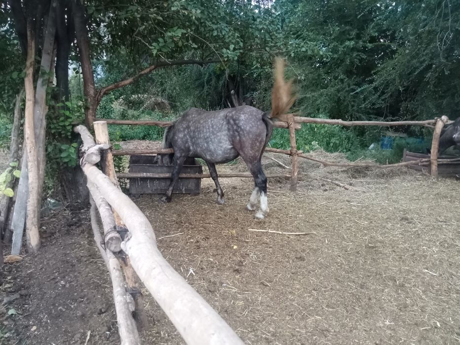 Сельхоз животные