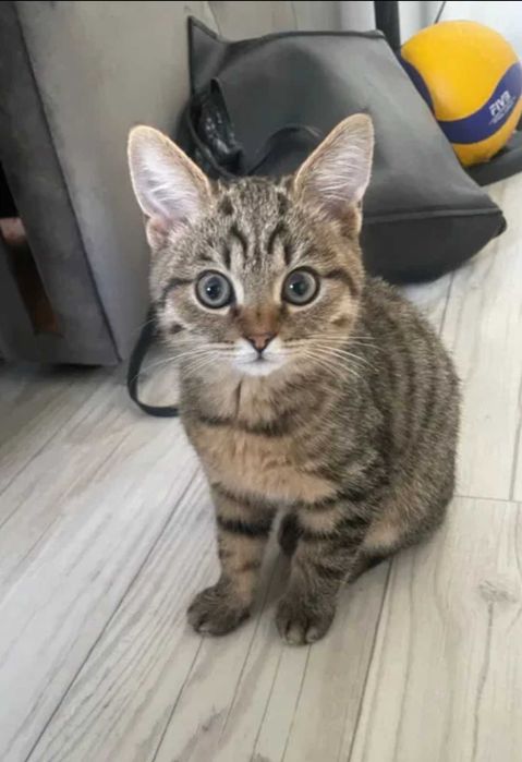 Котята 4 месяца.