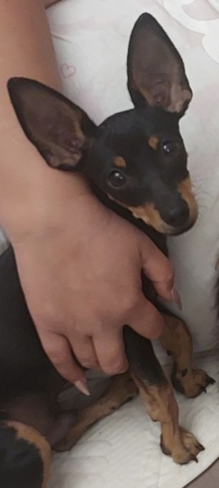 Той терьер мальчик