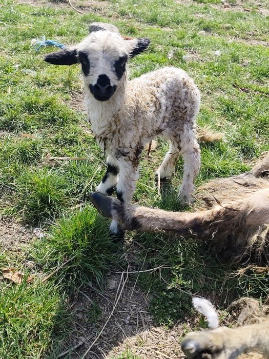 Vând 60 de oi cu miei și gestante