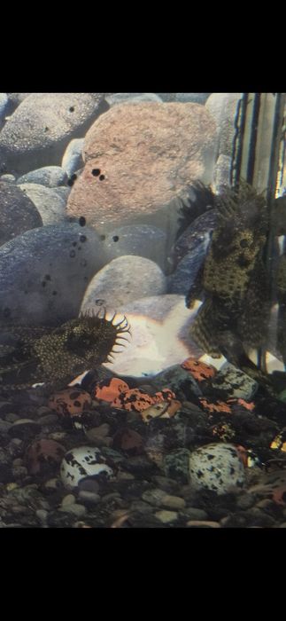 Аквариум -AKUAEL- 240 л.