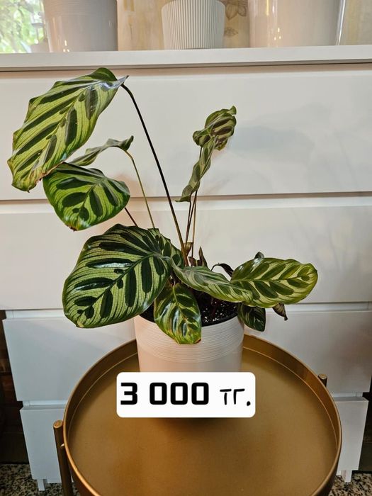 Продам комнатные растения.