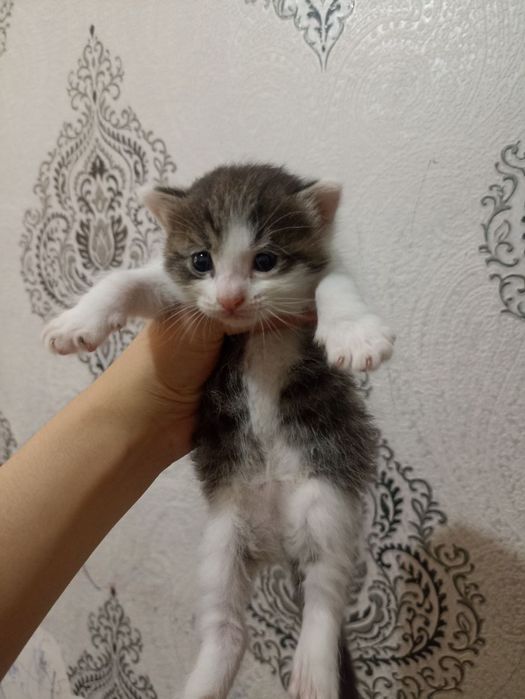 Uchburchakda mushuklar