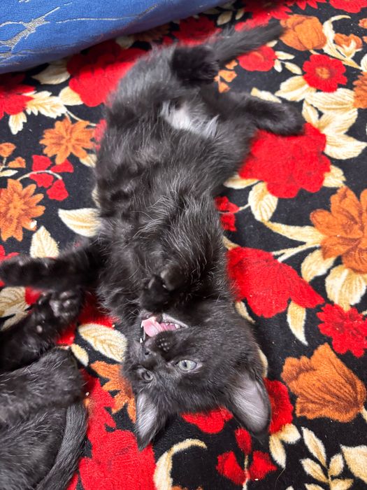 Пышык сатылады !!