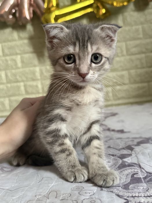 Отдам котенка. .