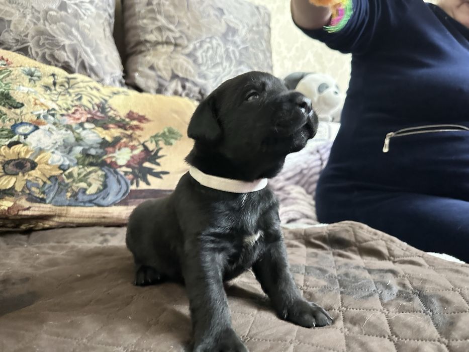 Верный друг лабрадор щенки