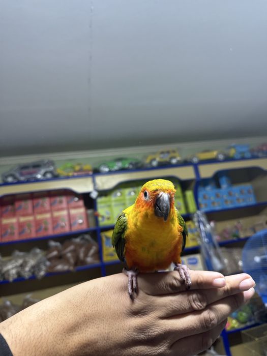 Попугай солнечная аратинга