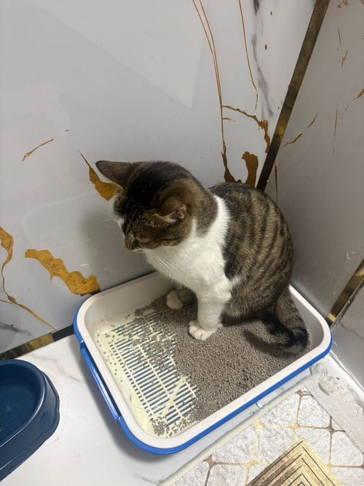 Отдам кота в хорошие руки