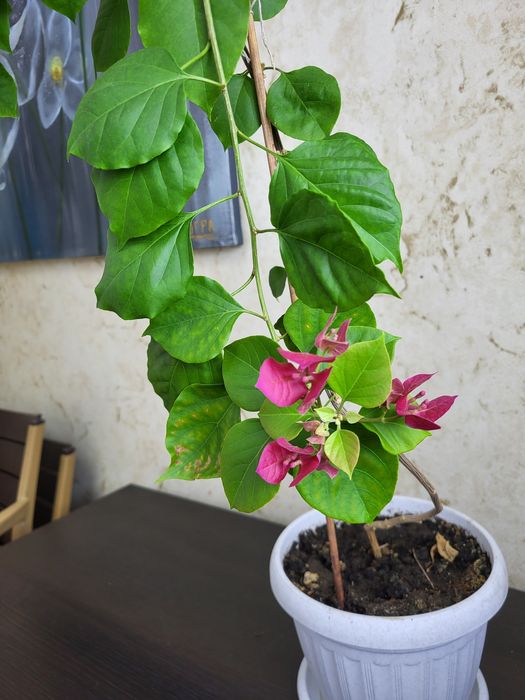 Бугенвилии трех видов