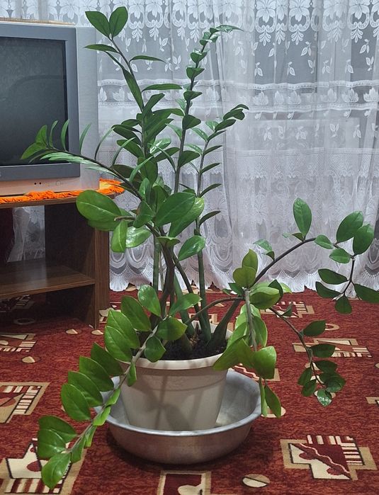 Комнатные цветы .Распродажа.