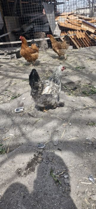 Инкубационные яйца