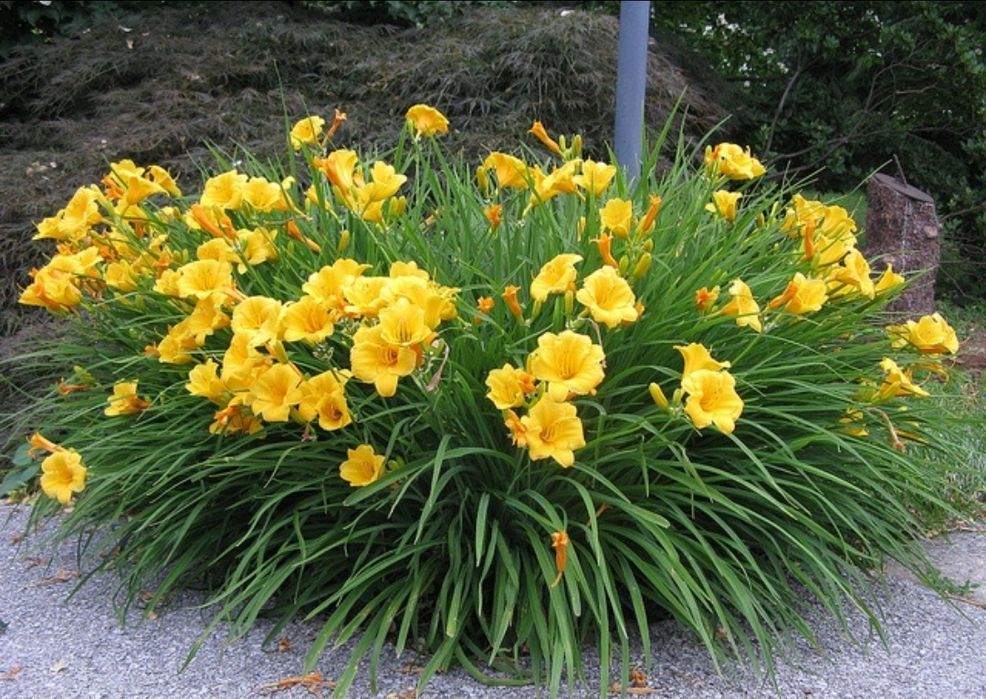 Продам рассаду лилейник Стела