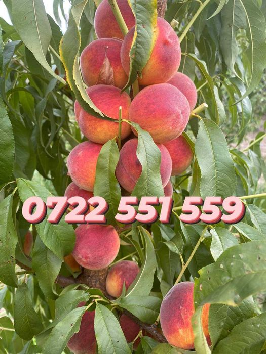 Pomii columnarii pe rod