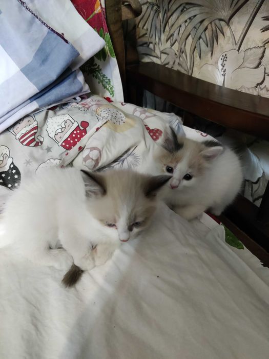 умненькие котята