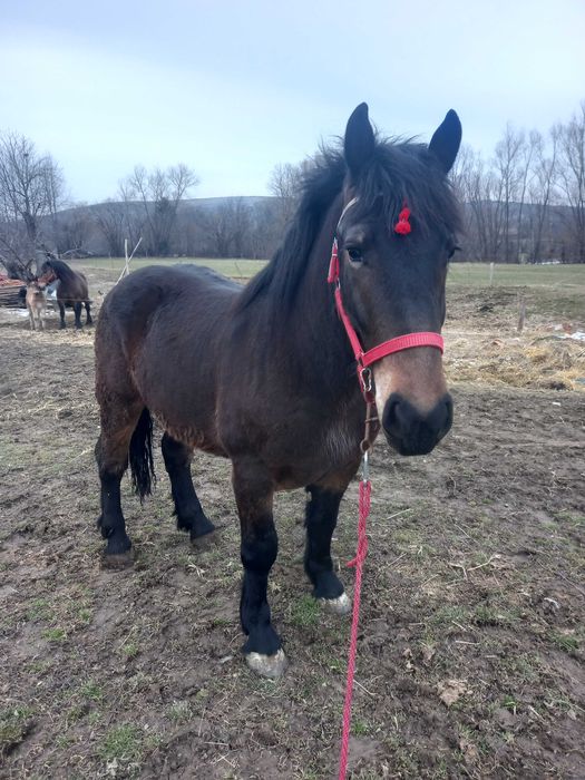 Vand manz 2 ani ,animal cuminte