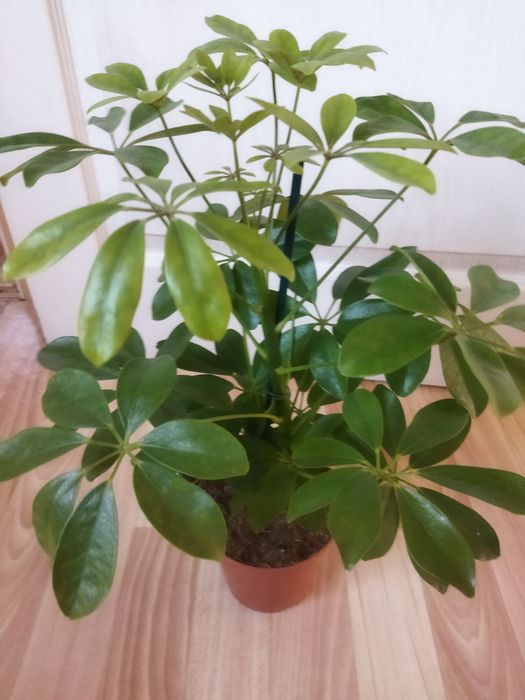 Комнатные цветы в ассортименте