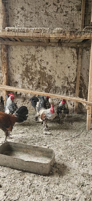 Кораз.ззззззззззз