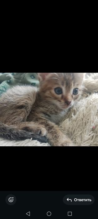 Отдам котят в добрые руки
