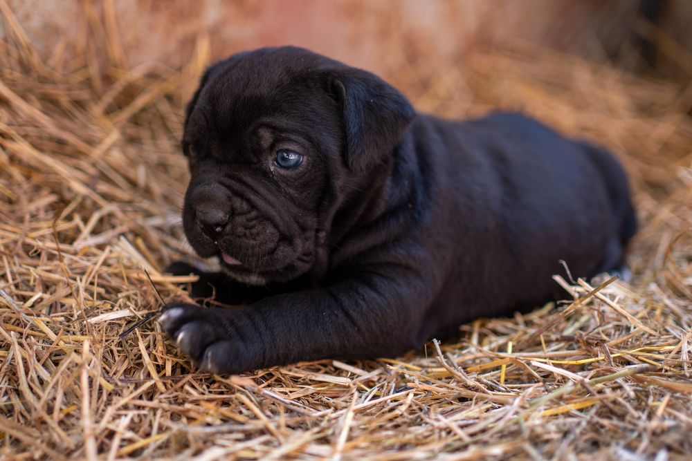 Чистокръвно канекорсо