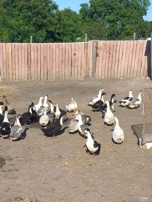 Rațe de vânzare 15 bucăți, 70 lei bucata