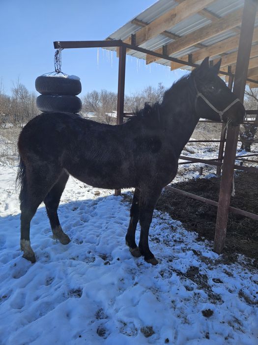 Кобылка классных кровей