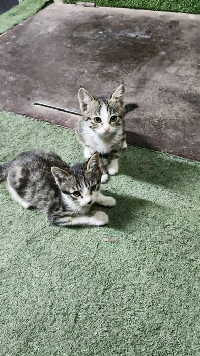 Котята в добрые руки бесплатно