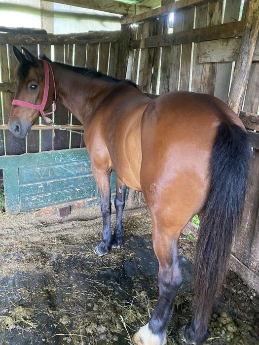 De vânzare cal castrat