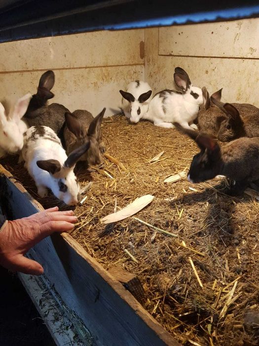 Iepuri de vanzare 3 luni 80 lei bucate, 150 lei 2, Movilita ,Vrancea